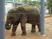 Eine kleiner Elefant im Zoo von Houston, TX (27.05.09)