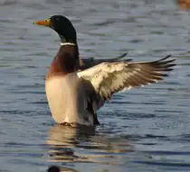 Eine Stockente (Anas platyrhynchos) demontriert auf einem Badesee Gr��e und St�rke, am 27.12.2009.
