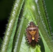 Eine Beerenwanze (Dolycoris baccarum [Linn 1758]) die weit verbreitet ist und in Europa, Westsibirien, Kleinasien, und auch in indien und Pakistan vorkommt. In den Alpen wurden Spezies in ber 2000 m  NN gesichtet.