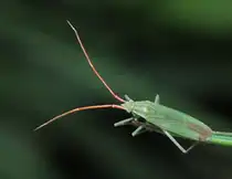 Eine Weichwanze (deutscher name unbekannt, Lat.: Trigonotylus caelestialium [Kirkaldy 1902]), die vielf�ltig vorkommt auf trockenen magerrasen, Halbtrockenrasen, D�nen bis zu feuchten und nasen Moorbiotopen; dieses Foto entstand am 27.07.2011 an einem Grashalm am Feldrand. Das Vorkommen dieser Art reicht von ganz Europa, Sibirien und Innerasien bis China, Japan, Korea und Nordamerika.