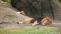 Ein L�wenp�rchen macht Siesta im Zoo von Houston, TX (27.05.09)