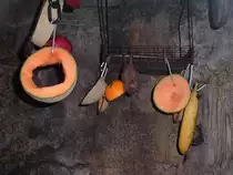 Eine Fledermaus h�ngt ab im Zoo von Houston, TX (27.05.09)