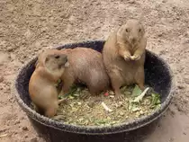 Pr�riehunde im Zoo von Houston, TX (27.05.09)