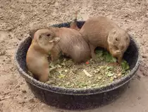 Pr�riehunde im Zoo von Houston, TX (27.05.09)