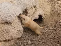 Sieht aus wie ein kleines Wildschweinchen, ist aber auch ein Pr�riehund im Zoo von Houston, TX (27.05.09)