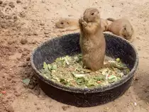 Pr�riehund im Zoo von Houston, TX (27.05.09)