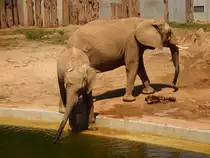 2 Elefanten im Zoo Halle/Saale im Juli 2011.