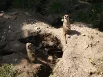 Niedliche Erdm�nnchen im Zoo Halle/Saale im Juli 2011.