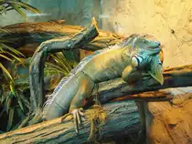 Foto entstand bei einem Zoo-Besuch in Halle/Saale im Juli 2011.