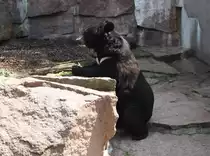 Man k�nnte denken, dieser Braunb�r betet, aber er holt sich nur einen Snack (Zoo Halle/Saale, Juli 2011).