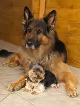 niko vom sonnenstern
mit seiner freundin jamie