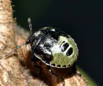 Die Larve einer Schillerwanze (Eysarcoris venustissimus [Schrank 1776] bzw. Synonym: E.fabricii [Kirkaldy 1904]), am 15.08.2010