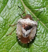 Eine erwachsene Schillerwanze (Eysarcoris venustissimus [Schrank 1776] bzw. Synonym: E.fabricii [Kirkaldy 1904]), am 20.08.2010