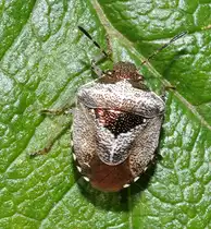 Eine erwachsene Schillerwanze (Eysarcoris venustissimus [Schrank 1776] bzw. Synonym: E.fabricii [Kirkaldy 1904]), am 20.08.2010