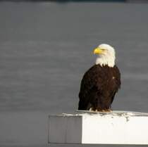 Ein Weikopfseeadler sitzt hier am 29.02.2012 auf einem kleinen Leuchtturm, der das Nordende des  Canada Place  in Vancouver (Kanada) kennzeichnet.
