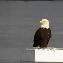 Ein Wei�kopfseeadler sitzt hier am 29.02.2012 auf einem kleinen Leuchtturm, der das Nordende des  Canada Place  in Vancouver (Kanada) kennzeichnet.
