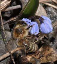 Eine Honigbiene sucht Nektar an einem Zweiblttrigen Blaustern, am 12.03.2011.