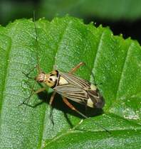 Eine Schmuckwanze (Rhabdomiris striatellus [Fabricius 1794], Synonym: Calocoris quadripunctatus [Villers 1789], Calocoris ochromales [Gmelin 1790], Calocoris striatellus) ruht sich auf einem Blatt am 09.02.2011 aus. Diese Wanze ist in Europa verbreitet und schon allein die Anzahl der Synonym Namen lt erahnen, welcher Wettbewerb um die Namensgebung ablief.