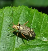 Eine Schmuckwanze (Rhabdomiris striatellus [Fabricius 1794], Synonym: Calocoris quadripunctatus [Villers 1789], Calocoris ochromales [Gmelin 1790], Calocoris striatellus) ruht sich auf einem Blatt am 09.02.2011 aus. Diese Wanze ist in Europa verbreitet und schon allein die Anzahl der Synonym Namen l��t erahnen, welcher Wettbewerb um die Namensgebung ablief.