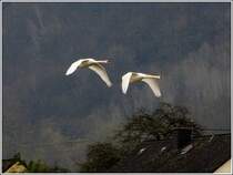 Standortwechsel fr die Schwne an der Mosel. 19.03.2012 (Jeanny)