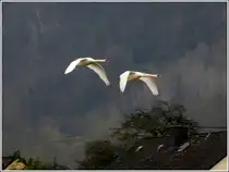 Standortwechsel f�r die Schw�ne an der Mosel. 19.03.2012 (Jeanny)