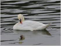 Gefiederpflege ist wichtig. 19.03.2012 (Jeanny)