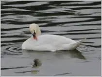 Gefiederpflege ist wichtig. 19.03.2012 (Jeanny)