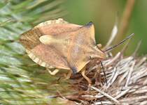 Eine Nrdliche Fruchtzikade (Carpocoris fuscispinus [Boheman 1851]) auf einer trocknenden Distelblte, am 08.08.2010.