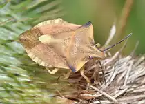 Eine N�rdliche Fruchtzikade (Carpocoris fuscispinus [Boheman 1851]) auf einer trocknenden Distelbl�te, am 08.08.2010.