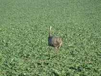 Nanbu, aufgenommen an der Stra�e [K 5] von Schattin nach Utecht am 12.11.2011