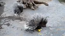 Stachelschweine. Foto:Zoo Berlin, 21.03.2012