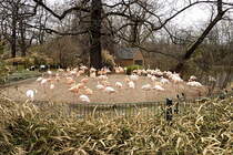 Rosaflamingo und Chileflamingo. Foto:Zoo Berlin, 21.03.2012