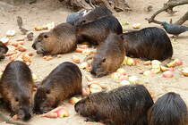 Bisamratten mit reichlich gedecktem Tisch. Foto:Zoo Berlin, 21.03.2012