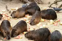 Bisamratten mit reichlich gedecktem Tisch. Foto:Zoo Berlin, 21.03.2012