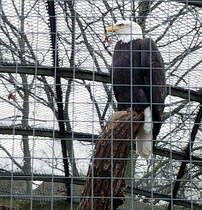 Ein trauriger Anblick. Ein stolzer Weikopfseeadler hinter Gitterstben. Im Gegensatz dazu freut man sich wenn man einen Blick auf die weltweit meist gesehene LIVE Website  lenkt: http://www.ustream.tv/decoraheagles (Unbedingt mal reinsehen! Heute, am 26.03.2012, wurde der erste  piep  aus einem der drei in diesem Jahr gelegten Eier gehrt.) Foto:Zoo Berlin, 21.03.2012   