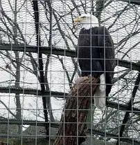 Ein trauriger Anblick. Ein stolzer Wei�kopfseeadler hinter Gitterst�ben. Im Gegensatz dazu freut man sich wenn man einen Blick auf die weltweit meist gesehene LIVE Website  lenkt: http://www.ustream.tv/decoraheagles (Unbedingt mal reinsehen! Heute, am 26.03.2012, wurde der erste  piep  aus einem der drei in diesem Jahr gelegten Eier geh�rt.) Foto:Zoo Berlin, 21.03.2012   