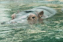 Flupferd (auch Nilpferd). Der Name Pferd ist irrefhrend. Das Flupferd hat als nchsten Verwandten den Wal. Der grnliche Farbton im Bild entstand beim Foto durch die mehrere Zentimeter dicke Glasscheibe des Schaubeckens. Foto:Zoo Berlin, 21.03.2012 