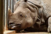Die Panzernashorn Dame hrt auf den Namen  Narayani . Sie wurde am 18.12.1987 geboren und ist ein Geschenk des Knigs von Nepal an den Berliner Zoo. Foto:Zoo Berlin, 21.03.2012