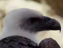 G�nsegeier(Gyps fulvus) kann man im Freigel�nde des Nationalparkzentrum Lusen beobachten; 120328