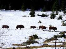 Eine Herde Wisent bzw. Europische Bison (Bison bonasus) stapft durch das verschneite Tierfreigehege des Nationalparkes Neuschnau;120327