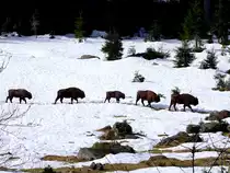 Eine Herde Wisent bzw. Europ�ische Bison (Bison bonasus) stapft durch das verschneite Tierfreigehege des Nationalparkes Neusch�nau;120327
