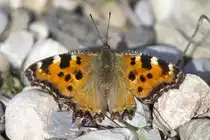 Nymphalidae, Gro�er Fuchs, Nymphalis polychloros, 31.03.2012, Lyon