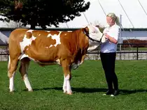 Fleckviehkalbin wird anl�sslich des Bundesjungz�chterchampionat in Ried Stolz zur Schau gestellt;120325