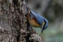 Ein Kleiber am Apfelbaum; 13.03.2012
