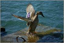 ...SIE!
(06.03.2012)