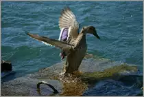 ...SIE!
(06.03.2012)