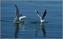 Des einen Freud,des anderen Leid,durch den knappen Landeanflug verlor die rechte Mwe das schon sicher geglaubte Brotstck, welches die linke nach der Landung gensslich verzerrte.
(06.03.2012)