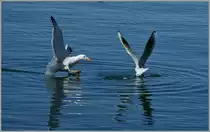 Des einen Freud,des anderen Leid,durch den knappen Landeanflug verlor die rechte M�we das schon sicher geglaubte Brotst�ck, welches die linke nach der Landung gen�sslich verzerrte.
(06.03.2012)