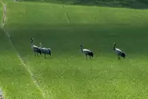 Zwei Kranichbrutpaare auf einem Feld bei Ratzeburg (Herzogtum-Lauenburg); 05.04.2012