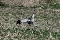 Zwei Kraniche auf einem Feld bei Rieps (NWM); 05.04.2012